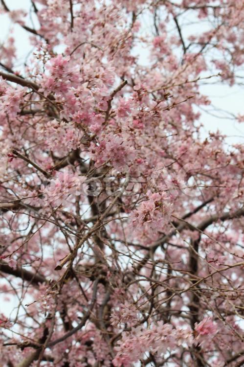 さくら さくら,春,花の写真素材