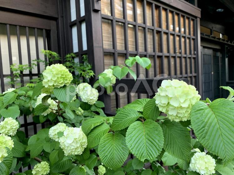 紫陽花と古い町並みの風景 アジサイ,あじさい,紫陽花の写真素材