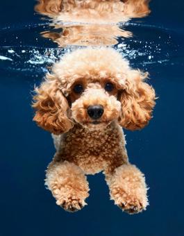 水の中を泳ぐトイプードルの写真