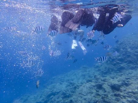 熱帯魚と泳ぐシュノーケル体験 熱帯魚と泳ぐシュノーケル体験 シュノーケリング,熱帯魚,魚の写真素材
