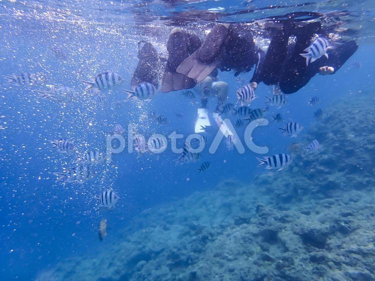 熱帯魚と泳ぐシュノーケル体験 シュノーケリング,熱帯魚,魚の写真素材