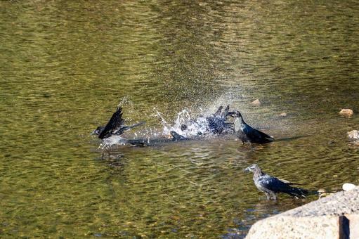 カラスの水浴び⑵ カラスの水浴び⑵ 鳥,野鳥,カラスの写真素材