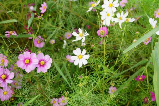 コスモス コスモス,秋,花の写真素材