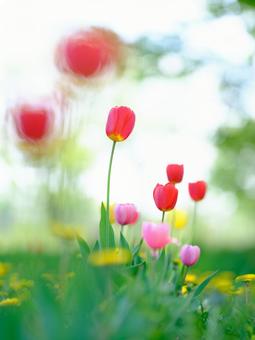 Photo, red, hokkaido, tulip, 