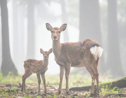 鹿の親子の写真