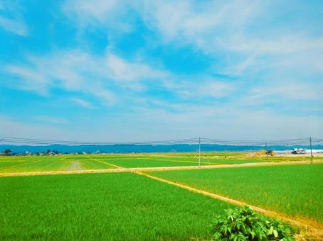 新潟の美しい田んぼと山並みの車窓 青空,空,空背景の写真素材