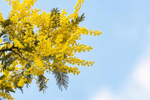 爽やかな青空に咲いたミモザ ミモザ,花,春の写真素材