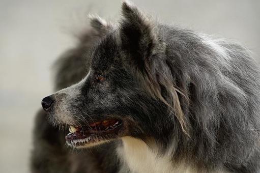 秋田犬のポートレート 犬,秋田犬,可愛い犬の写真素材
