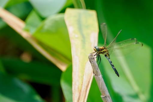 Photo, dragonfly, noshimetombo, insect, 