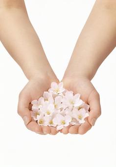手のひらに桜の花びら 手のひらに桜の花びら 桜,手のひら,いっぱいの写真素材
