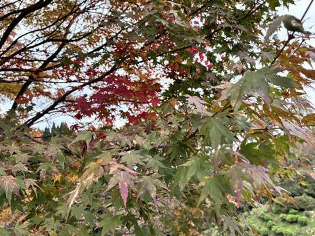 紅葉 紅葉,秋,紅の写真素材