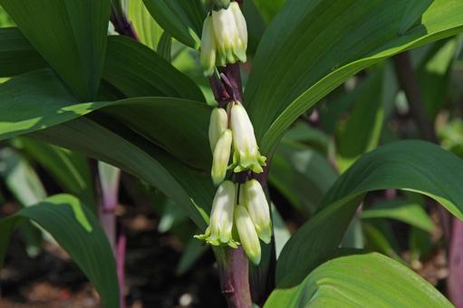 アマドコロの写真