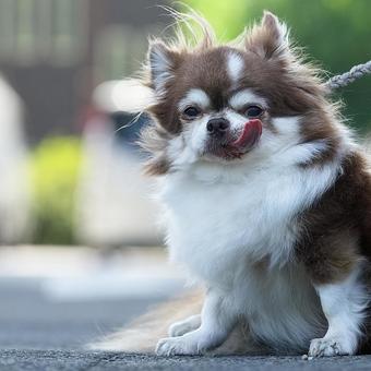 お座りチワワ お座りチワワ 犬,チワワ,可愛い犬の写真素材