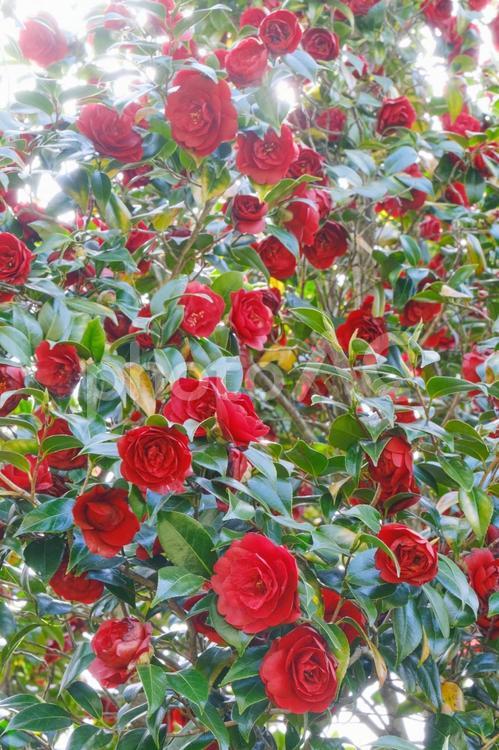 美しい椿の花（逆光、木漏れ日） 椿,ツバキ,真紅の写真素材