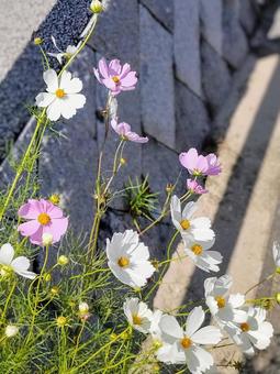 道端のコスモス 道端のコスモス コスモス,秋桜,花の写真素材