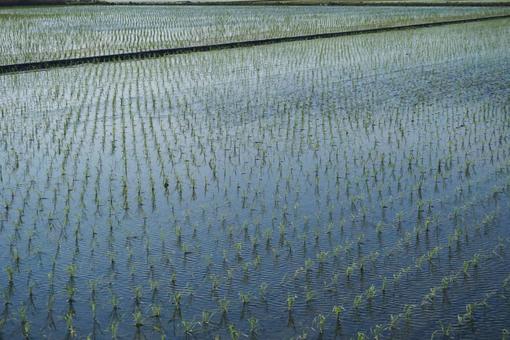 稲が植えられた田んぼ 稲が植えられた田んぼの写真