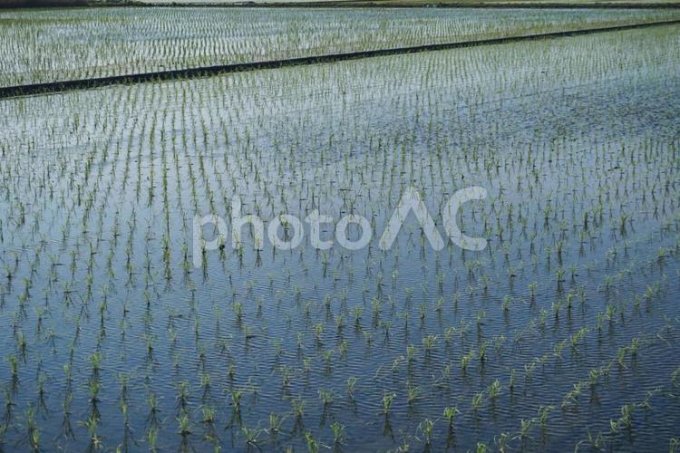 稲が植えられた田んぼ 農業,稲,稲作の写真素材