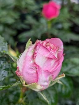 薔薇の蕾の写真