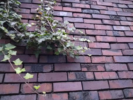 Ivy 30, JPG Ivy 30, JPG