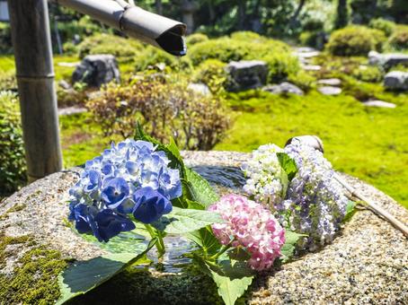 あじさいの手水 あじさいの手水 金剛寺,あじさい,手水の写真素材