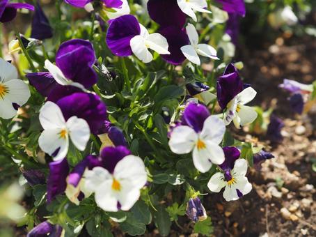 Photo, viola, pansy, spring, 