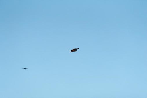 大空を優雅に舞うトビ 大空を優雅に舞うトビの写真