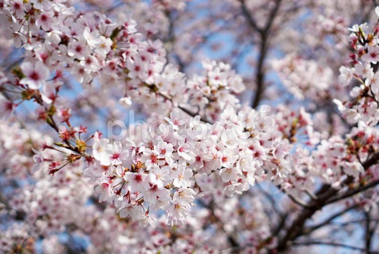 植物素材【桜】ソメイヨシノ 桜,植物,花の写真素材