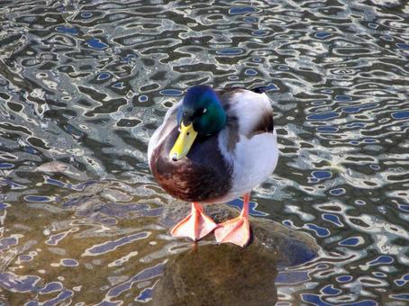 川の中洲で休憩するマガモ 川の中洲で休憩するマガモ マガモ,鳥,野鳥の写真素材