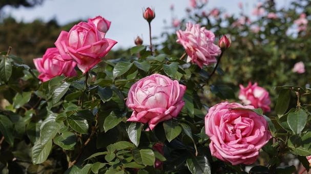 【花の写真】ばらの花 rose,植物,園芸の写真素材