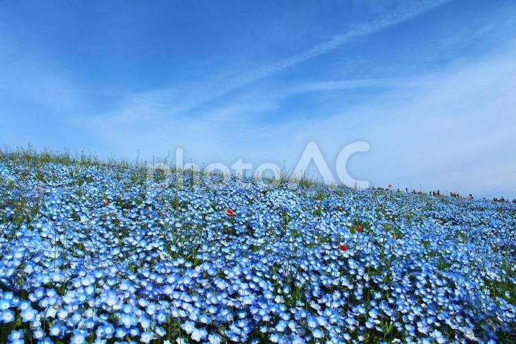 茨城　国営ひたち海浜公園　ネモフィラ 茨城,国営ひたち海浜公園,ネモフィラの写真素材