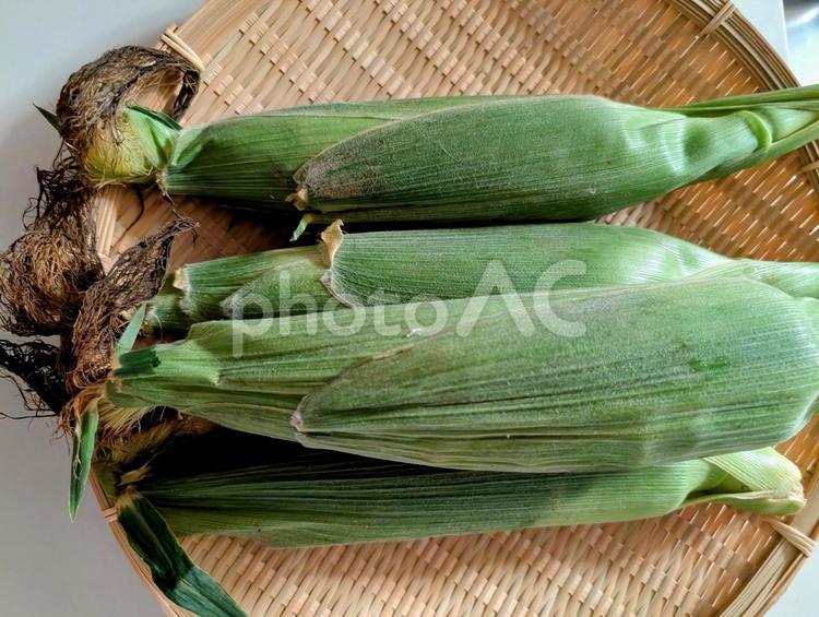 とうもろこし とうもろこし,トウモロコシ,美味しいの写真素材