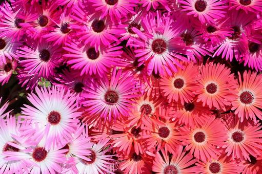 リビングストンデージー2 背景素材,背景,ピンクの写真素材