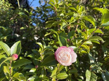 優しいピンク色の山茶花の花 山茶花,自然,ピンク色の写真素材