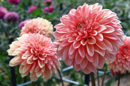 色鮮やかな大輪 色鮮やかな大輪 ダリア,花,キク科の植物の写真素材