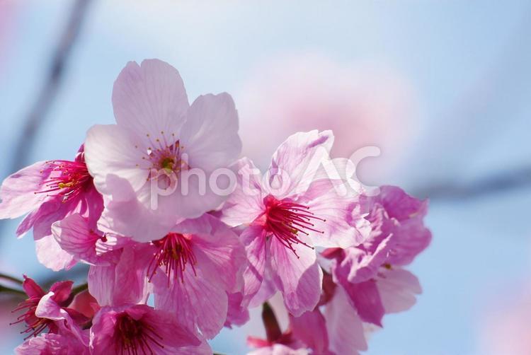咲き始めた桜の花 桜,青空,ピンクの写真素材