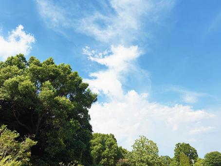 公園の木々と穏やかな空模様 公園の木々と穏やかな空模様の写真