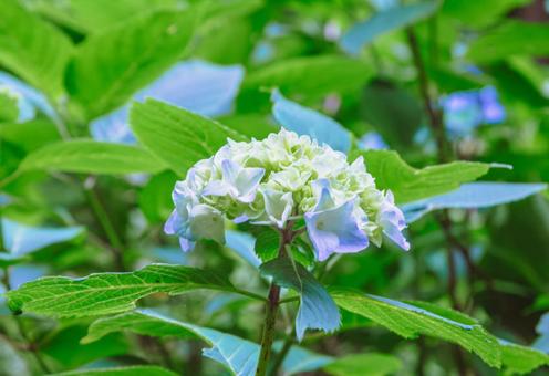 アジサイの小径 アジサイの花1ー92 アジサイの小径 アジサイの花1ー92の写真