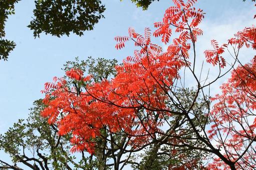 コウヨウ・紅葉　自然風景 樹木,葉,色づくの写真素材