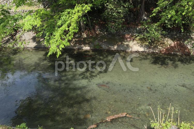 福生　玉川上水 多摩川,玉川上水,玉川の写真素材