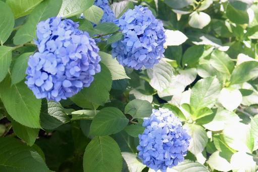 紫陽花 6 紫陽花 6の写真