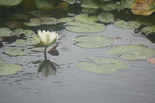 睡蓮 睡蓮の写真