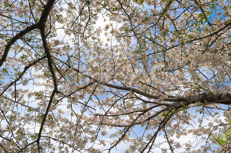 下から見上げたサクラの木 さくら,桜,枝の写真素材