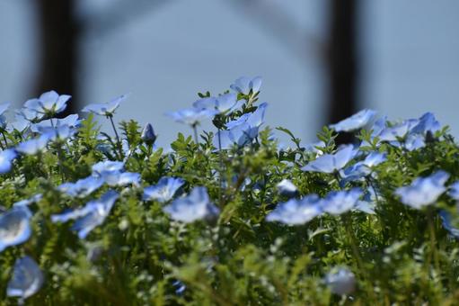 Nemophila, JPG