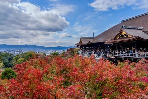 秋の清水寺 秋の清水寺 清水寺,秋,もみじの写真素材