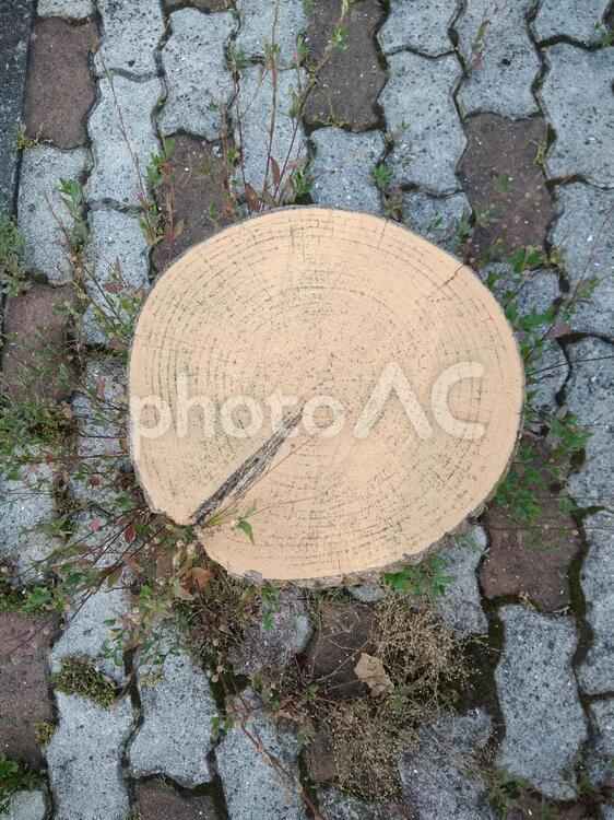 切り株風の椅子 切り株,切り株風,椅子の写真素材