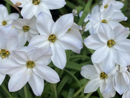 Photo, ipheion uniflorum, ফুল, সাদা, 