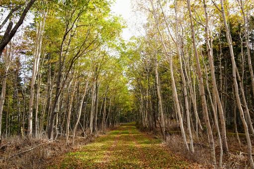 林道 山奥,自然,山の写真素材