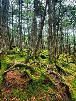 長野県　白駒池　苔の森 白駒池,苔の森,苔の写真素材