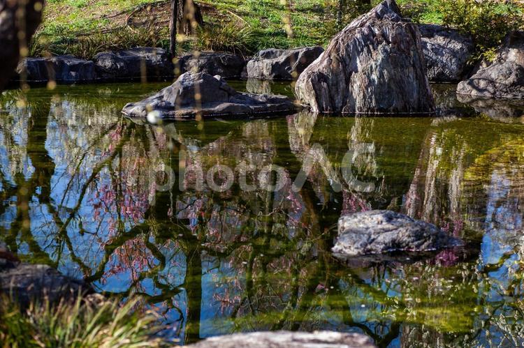 京都北野天満宮　 梅苑「花の庭」 京都,北野天満宮,梅苑の写真素材