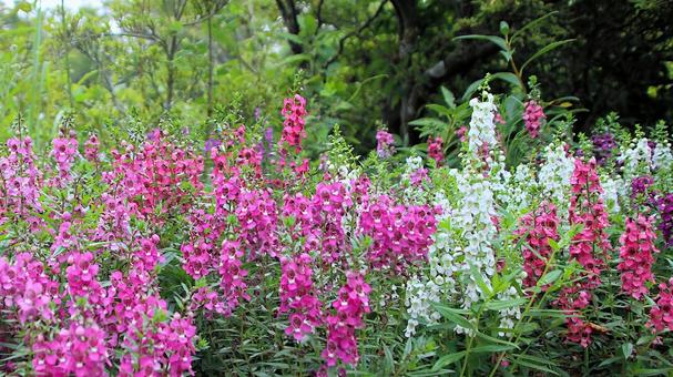 カラフルなアンゲロニアの花 カラフルなアンゲロニアの花の写真